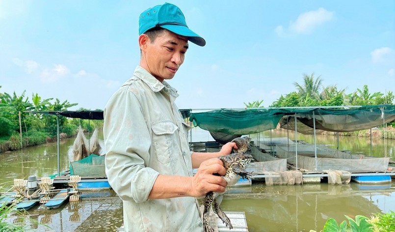 Anh Tuấn nuôi ếch hiệu quả nhờ nắm bắt được kỹ thuật cho ếch sinh sản. Ảnh: Thu Thủy  