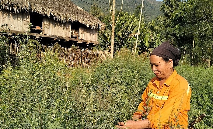 Khu vườn ngải cứu giúp cải thiện thu nhập cho gia đình nhiều hộ dân ở thôn Sơn Thủy (xã Tân Phúc).