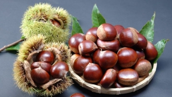 Điểm danh các loại hạt dinh dưỡng tốt cho sức khỏe