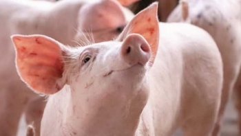 Giá heo hơi hôm nay 24/7: Dứt đà giảm giá heo chuẩn bị bước vào chuỗi tăng giá mới sẽ lập đỉnh 70.000 đồng/kg