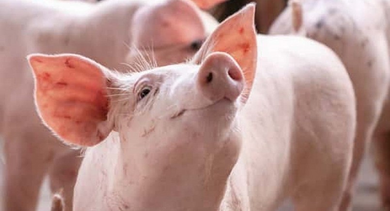 Giá heo hơi hôm nay (24/7) dứt đà giảm duy trì ổn định quanh mức 59.000 đến 64.000 đồng/kg. Giá heo hơi hôm nay (24/7) dứt đà giảm duy trì ổn định quanh mức 59.000 đến 64.000 đồng/kg.