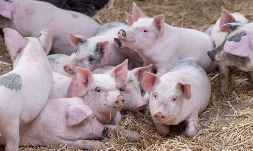 Giá heo hơi hôm nay (24/7) Giá heo tăng liên tục thời gian qua là dấu hiệu tích cực giúp người chăn nuôi có điều kiện tái đầu tư. Giá heo hơi hôm nay (24/7) Giá heo tăng liên tục thời gian qua là dấu hiệu tích cực giúp người chăn nuôi có điều kiện tái đầu tư.