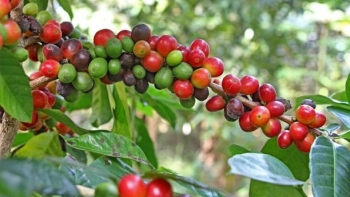 Giá nông sản hôm nay 24/7: Cà phê bật tăng mạnh mẽ, hồ tiêu tiếp đà suy giảm