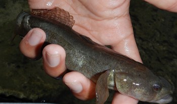 Cá đặc sản được nuôi đại trà, các hộ dân ven biển Nam Định thu 1.000 tấn mỗi năm