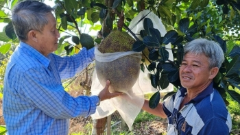 Mít ruột đỏ giá giảm 200 nghìn đồng/kg sau 5 năm, nhà vườn có nên tiếp tục nhân rộng?