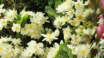 Vườn sen quê Bác lá xanh bông thắm ngát hương trong gió Lào bỏng rát