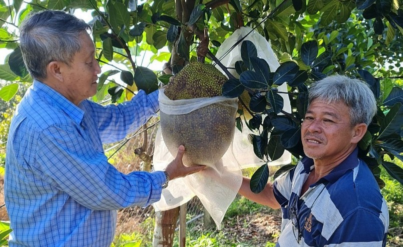 Cây mít ruột đỏ của nhà vườn ở Bến Tre. Cây mít ruột đỏ của nhà vườn ở Bến Tre.