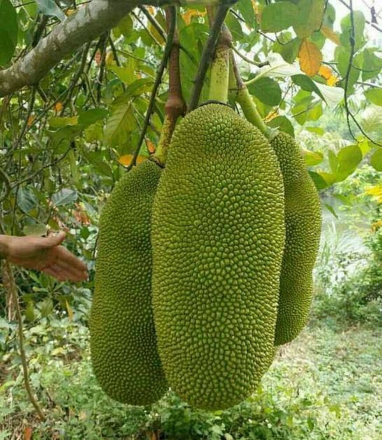 Mít ruột đó dễ trồng ít bị sâu bệnh nên được người dân mở rộng diện tích. Mít ruột đó dễ trồng ít bị sâu bệnh nên được người dân mở rộng diện tích.