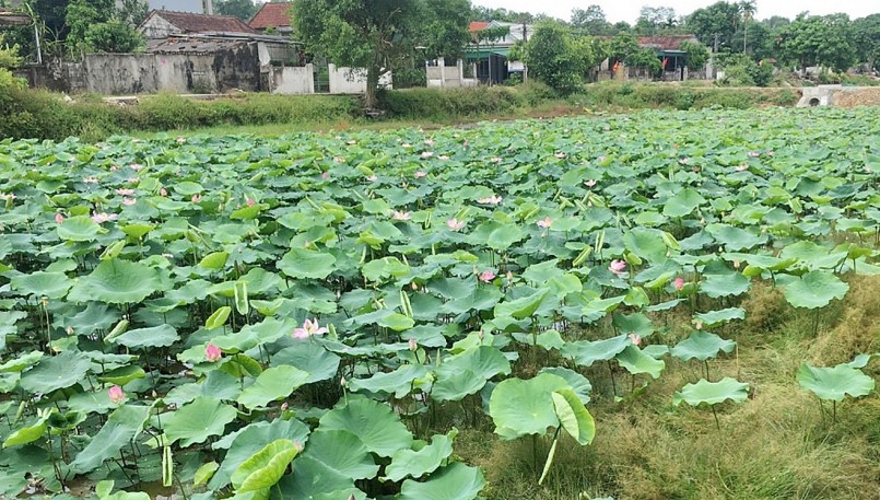 Vườn sen quê Bác lá xanh bông thắm ngát hương trong gió Lào bỏng rát