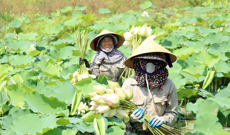 Vườn sen quê Bác lá xanh bông thắm ngát hương trong gió Lào bỏng rát