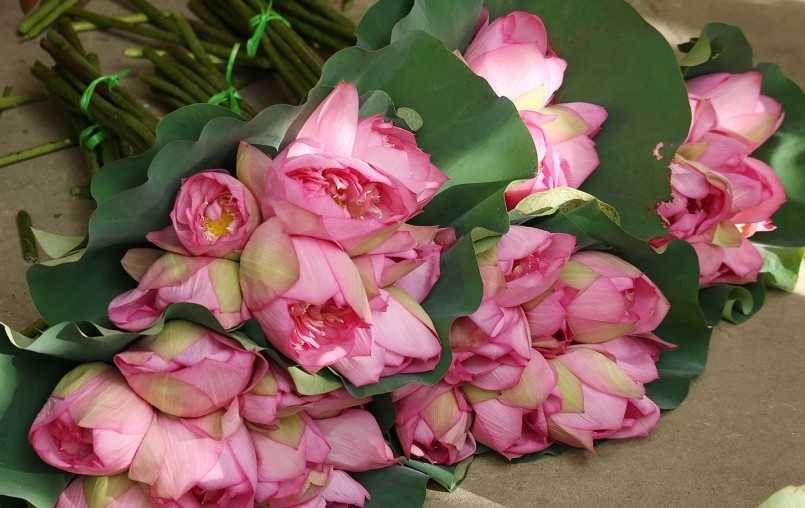 Vườn sen quê Bác lá xanh bông thắm ngát hương trong gió Lào bỏng rát