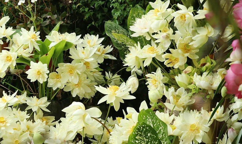 Vườn sen quê Bác lá xanh bông thắm ngát hương trong gió Lào bỏng rát