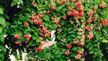 5 loại hoa vừa đẹp vừa gọi lộc, trồng trước cổng không giàu sang cũng hạnh phúc viên mãn