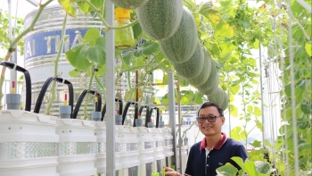 Trồng dưa lưới trên sân thượng tưởng cho vui, bất ngờ mỗi vụ thu vài tạ quả