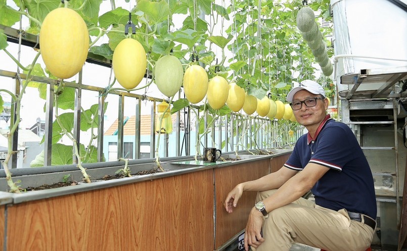 Ông Hồng đã gắn bó với mô hình trồng dưa lưới được 5 năm nay.