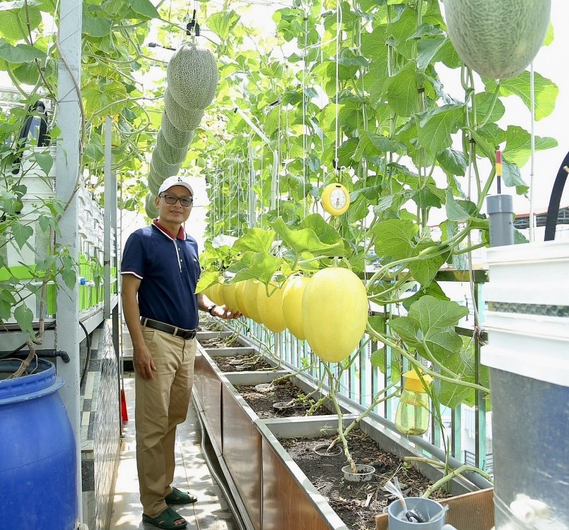 Trồng trên sân thương nhưng dưa lưới cho trái đều và đạt cân nặng từ 2,5 - 3 kg/trái.