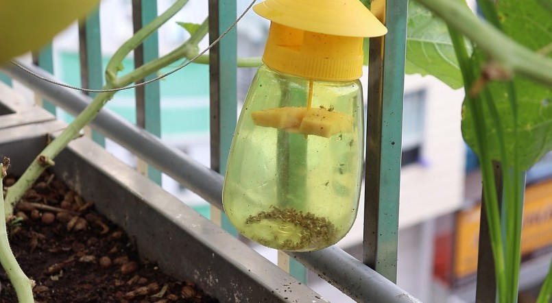 Ông sử dụng bẫy ruồi vàng thủ công để tránh dùng thuốc bào vệ thực vật.