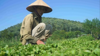 Triệu phú rau má xứ Thanh lộ bí quyết chỉ trồng 4 sào ruộng mà thu nửa tỷ mỗi năm