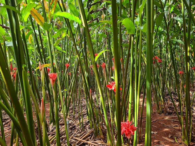 Sen Đa lộc được trồng chủ yếu tại các tỉnh thành phía Nam