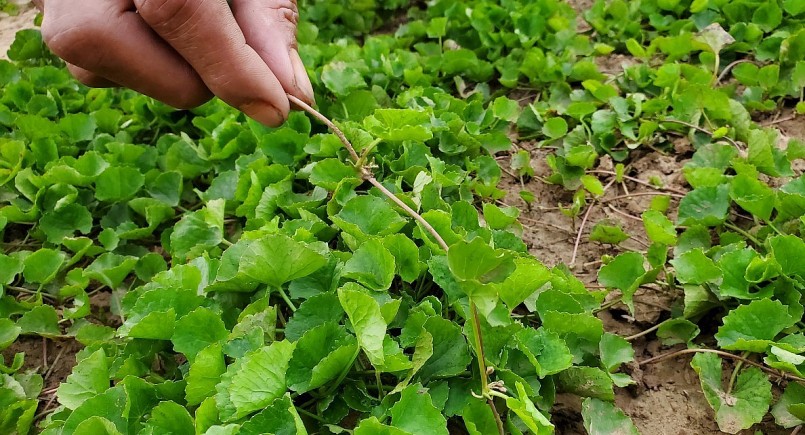 Rau má ông Tuấn trồng thuộc giống cổ có giá trị cao. Rau má ông Tuấn trồng thuộc giống cổ có giá trị cao.