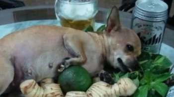 Ăn thịt chó có thể nhiễm bệnh gì?