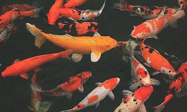 tiềm năng thị trường ngày càng lớn mạnh và mở rộng qua số lượng cá Koi nhập trực tiếp từ Nhật Bản tăng đều hằng năm.