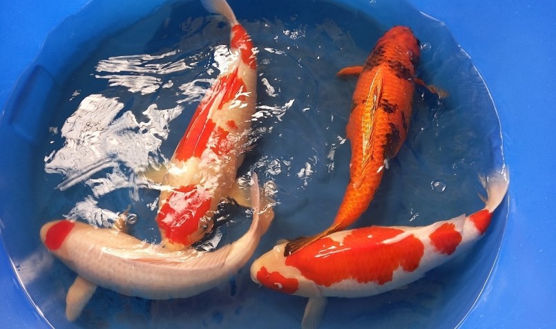 Kinh doanh cá Koi đem lại siêu lợi nhuận nhưng cũng nhiều rủi ro. (Ảnh minh họa).