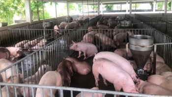 Giá heo hơi hôm nay 25/7: Bất ngờ giảm đồng loạt, giá heo có còn cơ hội lên mức 70.000 đồng/kg như dự báo?