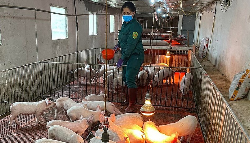 Giá heo hơi hôm nay (25/7), các chuyên gia nhận định giá heo sẽ nhích tăng lên mức 70.000 đồng/kg. Giá heo hơi hôm nay (25/7), các chuyên gia nhận định giá heo sẽ nhích tăng lên mức 70.000 đồng/kg.