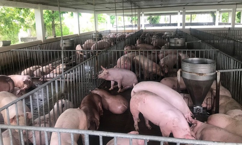 Giá heo hơi hôm nay (25/7), giảm cao nhất 2.000 đồng/kg. Diễn biến thị trường heo hơi phản ánh xu hướng tiêu dùng. Giá heo hơi hôm nay (25/7), giảm cao nhất 2.000 đồng/kg. Diễn biến thị trường heo hơi phản ánh xu hướng tiêu dùng.