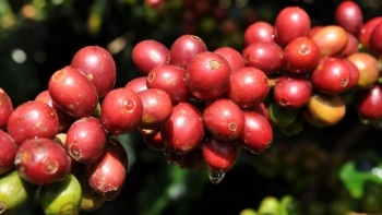 Giá nông sản hôm nay 25/7: Cà phê nối tiếp đà tăng mạnh hồ tiêu lặng sóng níu giữ mức 70.000 đồng/kg