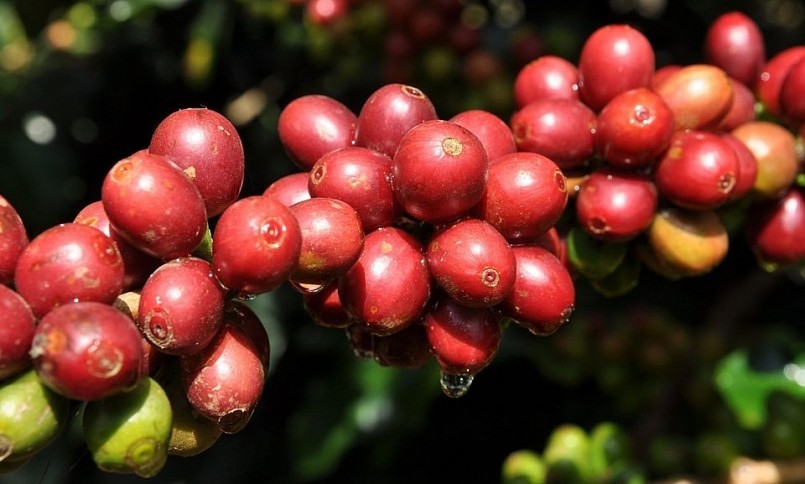 Giá nông sản hôm nay (25/7), giá cà phê sàn kỳ hạn phủ sắc xanh sau phiên giao dịch với đà tăng mạnh. Giá nông sản hôm nay (25/7), giá cà phê sàn kỳ hạn phủ sắc xanh sau phiên giao dịch với đà tăng mạnh.