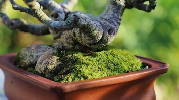 Trồng hoa xuất hiện 6 thứ “tí hon” cần phải "cấp cứu" ngay, nếu không có thể dẫn đến chết cây