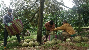 Sầu riêng trúng mùa giá cao, vì sao nhà vườn Đắk Nông vẫn 'mất ăn mất ngủ' lo mất trắng?