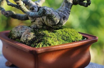 Trồng hoa xuất hiện 6 thứ “tí hon” cần phải "cấp cứu" ngay, nếu không có thể dẫn đến chết cây