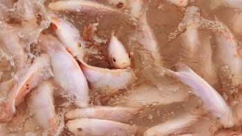 Tạo sông trong ao luyện "cơ bắp" cho cá vừa thơm vừa chắc bán vèo cả ao mỗi năm thu chục tỷ