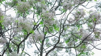 Công dụng tuyệt vời từ cây xoan