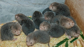 Kỹ sư xây dựng về quê nuôi dúi lãi 200 triệu mỗi năm còn giúp hàng chục hộ làm giàu