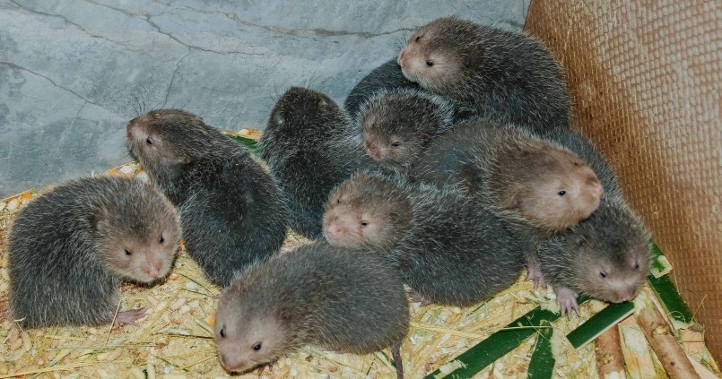 Nghề nuôi dúi được phát triển ở nhiều địa phương và cho hiệu quả kinh tế cao.