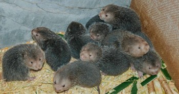 Kỹ sư xây dựng về quê nuôi dúi lãi 200 triệu mỗi năm còn giúp hàng chục hộ làm giàu