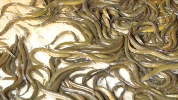 Nuôi lươn kiểu gì mà một nông dân Thái Bình thu lãi gần 700 triệu đồng/năm từ bán lươn thương phẩm?