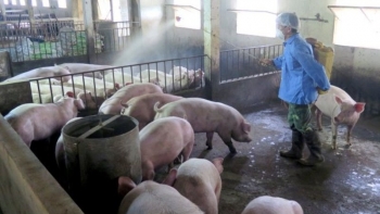 Triển khai sử dụng vắc xin dịch tả lợn châu Phi rộng rãi trên toàn quốc