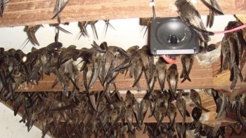 Nhà dụ chim yến xây khắp nơi, người dân bức xúc vì ô nhiễm, tỉnh Bình Phước có động thái bất ngờ