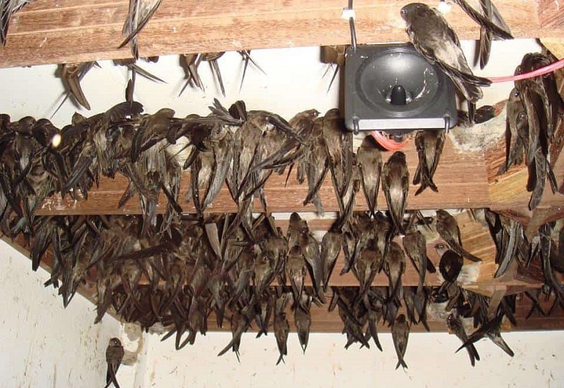 Bên trong nhà dụ chim yến.