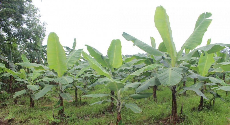 Vườn chuối trong trang trại của gia đình anh Đặng Xuân Nam phát triển tốt nhờ bón phân hữu cơ tận dụng từ trại chăn nuôi.