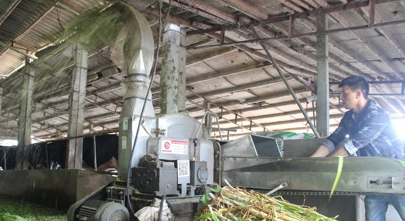 Anh Nam cũng tận dụng các cây trồng trong trang trại làm thức ăn cho bò sữa.