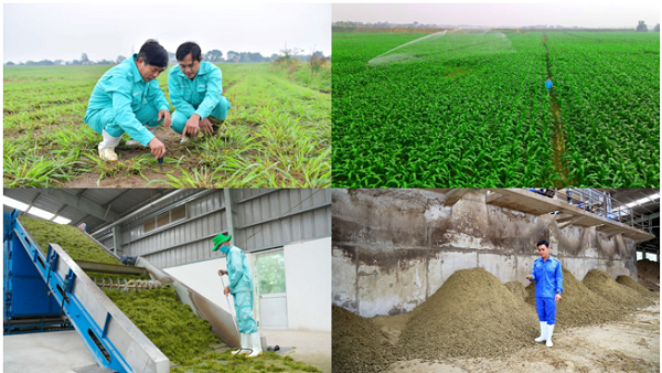  Ứng dụng kinh tế tuần hoàn trong nông nghiệp, chăn nuôi bò sữa mang lại nhiều lợi ích cho chính doanh nghiệp