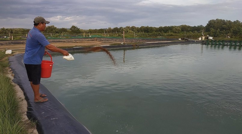 Tận dụng ao tôm bỏ trống, anh Liêm nuôi cá chốt thử nghiệm và thu về hiệu quả kinh tế cao. Tận dụng ao tôm bỏ trống, anh Liêm nuôi cá chốt thử nghiệm và thu về hiệu quả kinh tế cao.