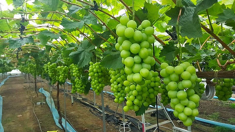 Công dụng thần kì từ dầu hạt nho mà bạn nên biết Công dụng thần kì từ dầu hạt nho mà bạn nên biết