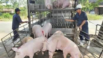 Giá heo hơi hôm nay 26/7: Đà giảm chưa dứt, heo nhập lậu tràn vào qua đường biên chèn ép giá heo trong nước